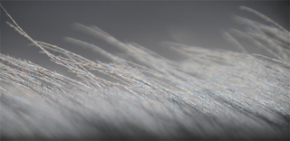 Illustration for article titled Owl Wings Are Helping Silence Airplanes, Fans, and Wind Turbines